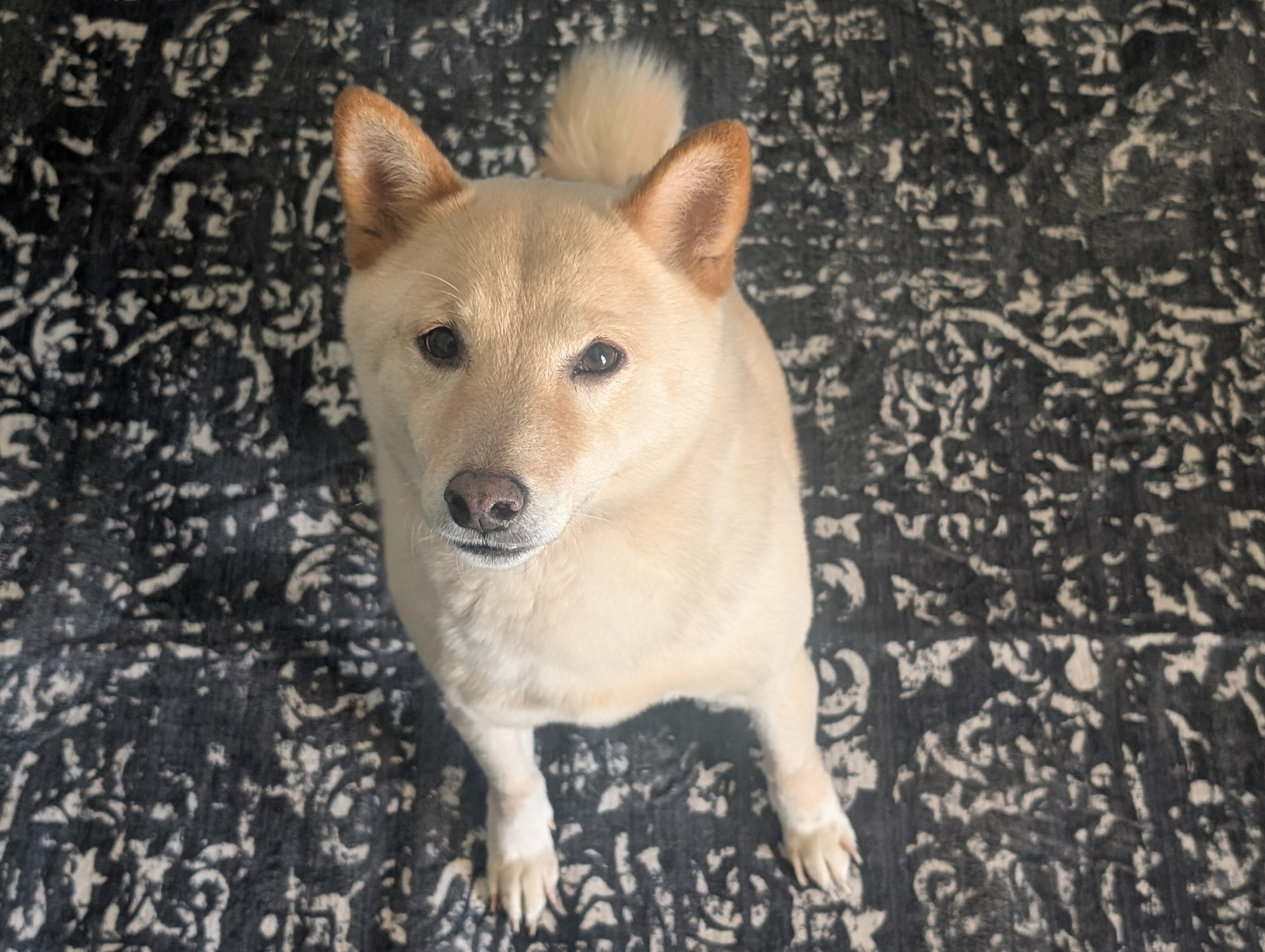 Jojo, the cream shiba inu