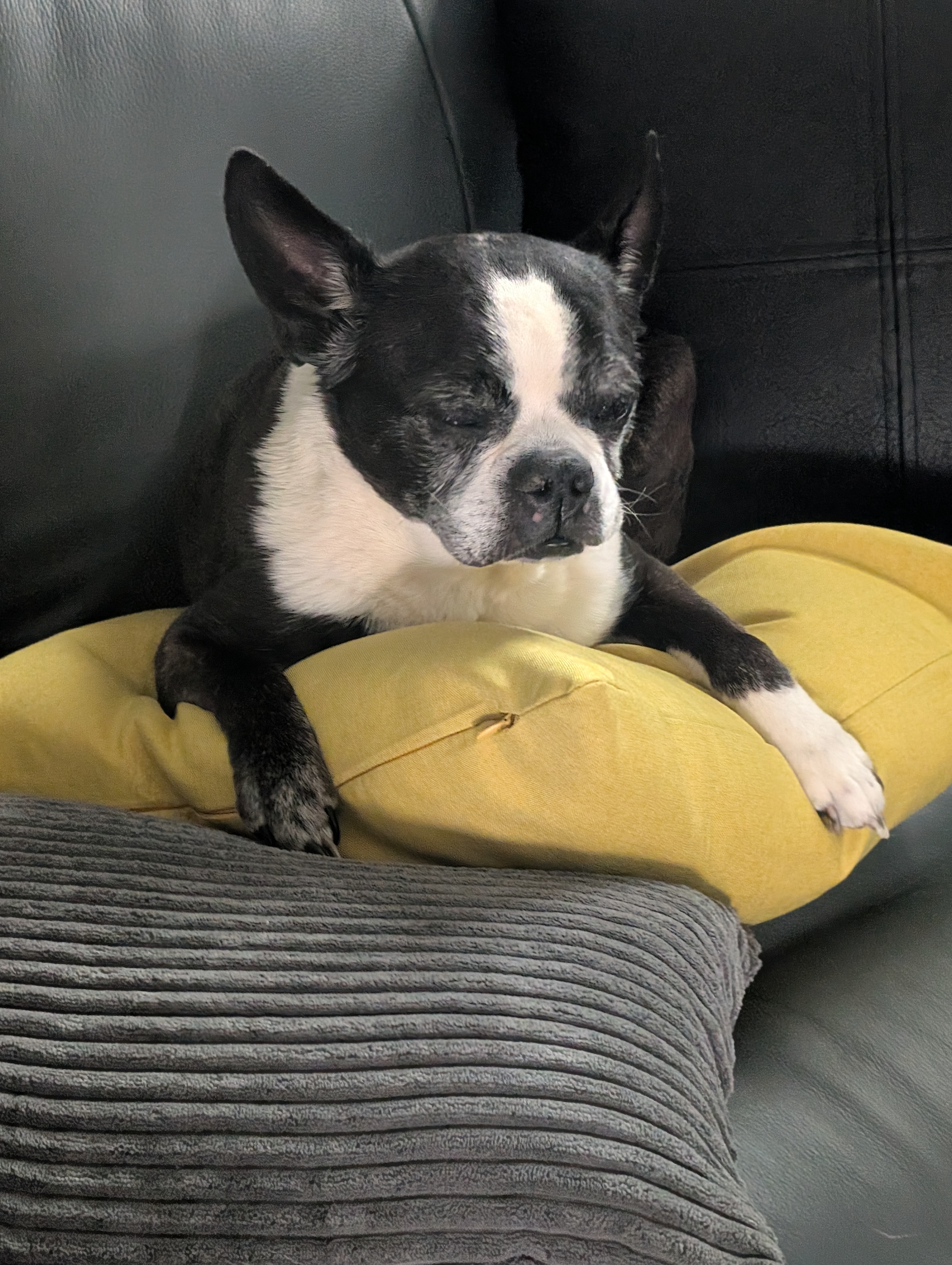 Lunabelle, the adorable boston terror